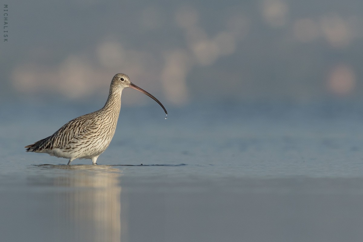 Eurasian Curlew - Michalis Kotsakis