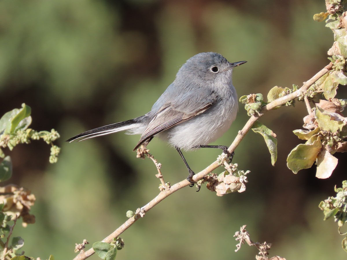 Blue-gray Gnatcatcher - Joan Kent