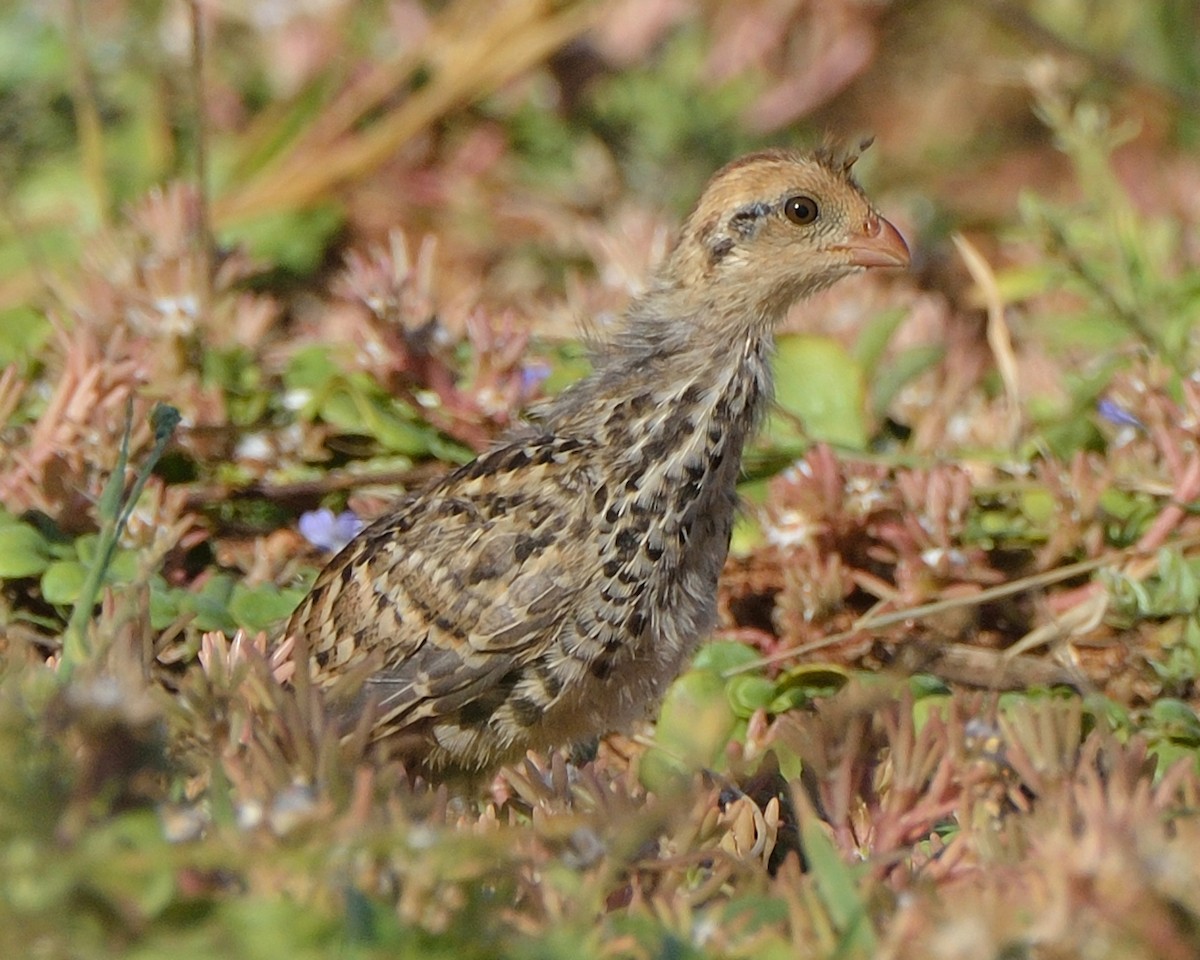 Crested Bobwhite - ML293924911