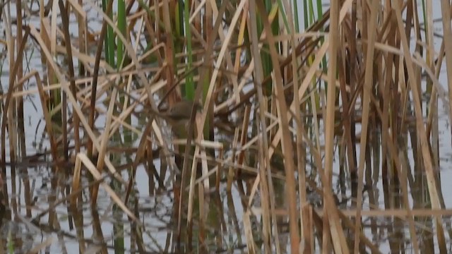 Clamorous Reed Warbler - ML293925571