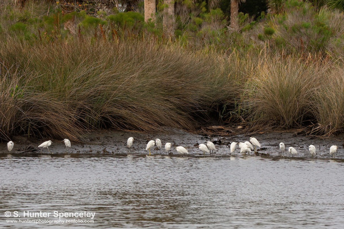 Snowy Egret - S. Hunter Spenceley