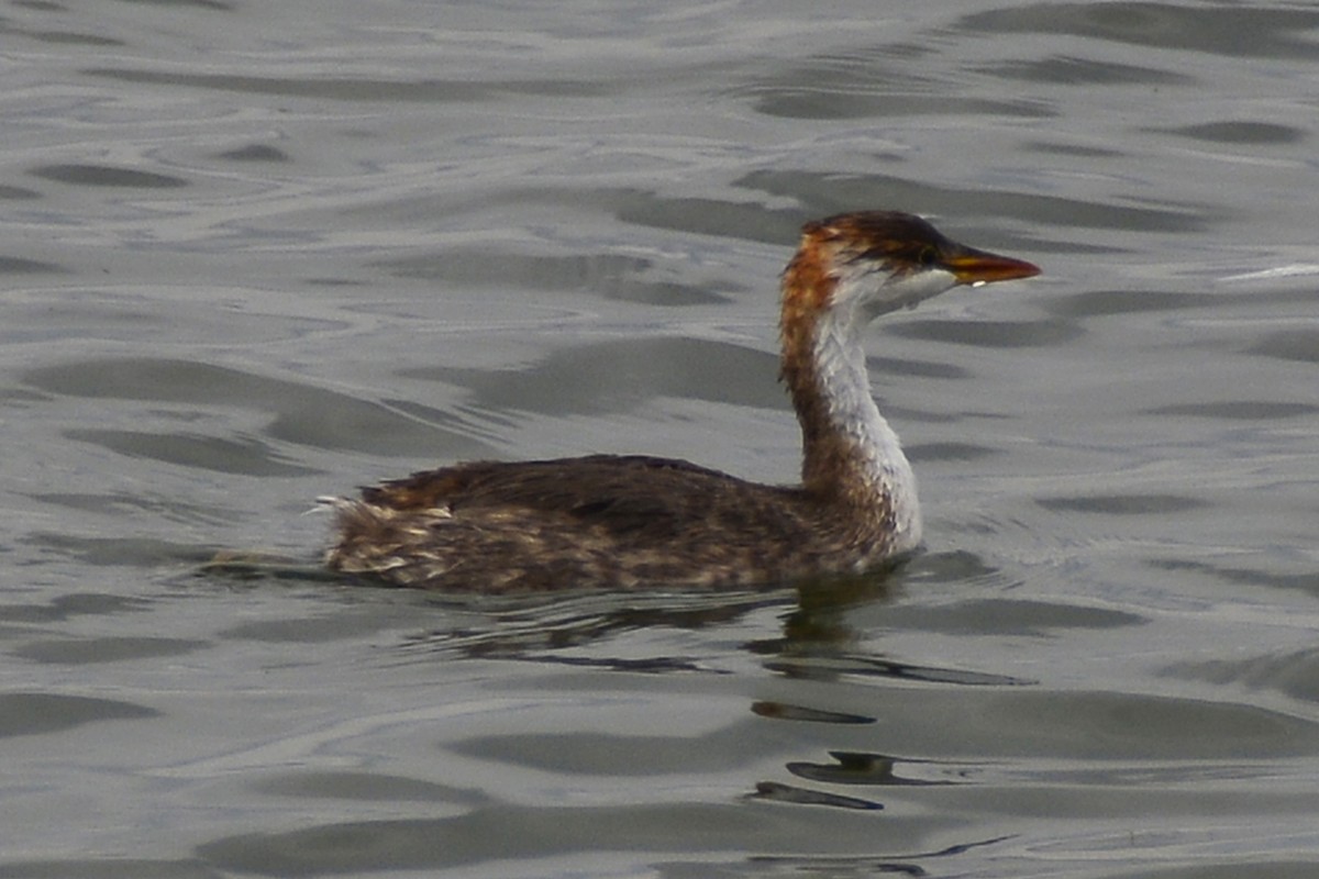 Titicaca Grebe - ML293926451