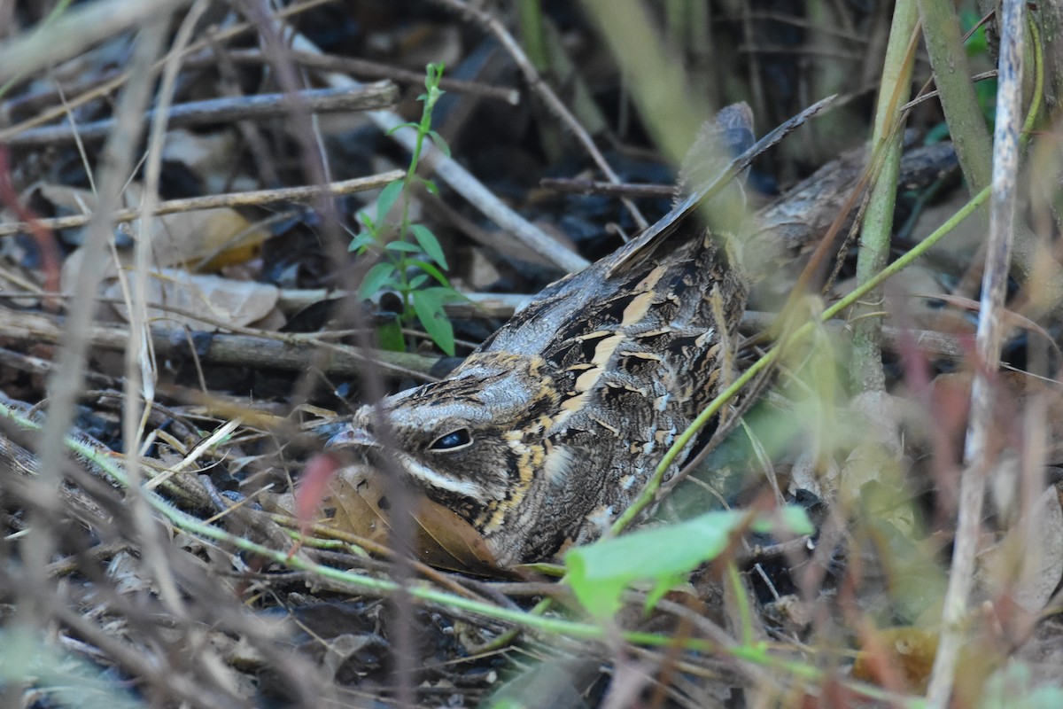 Indian Nightjar - ML293926891