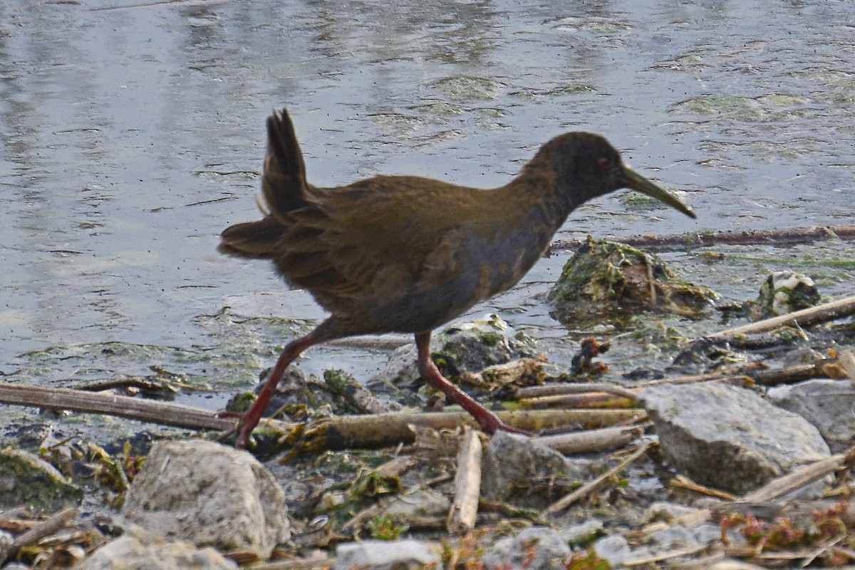 Plumbeous Rail - ML293927281