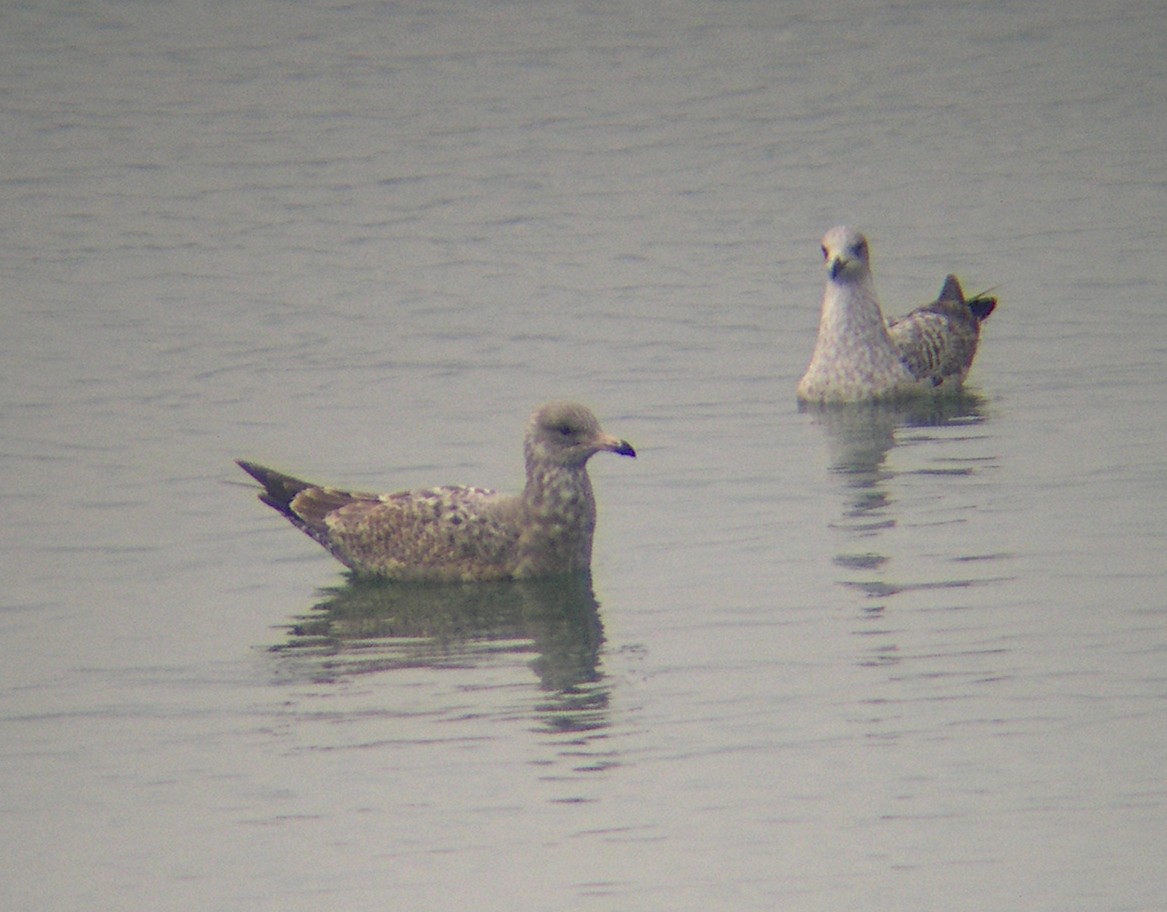 Herring Gull (American) - ML293928711