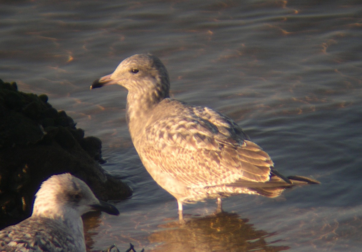 Herring Gull (American) - Xabier Remirez