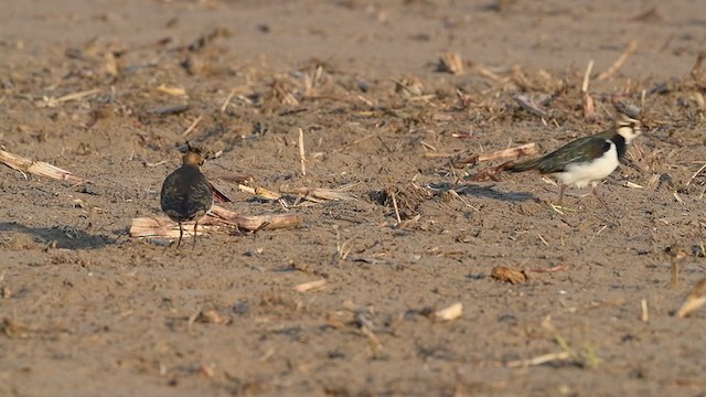 Northern Lapwing - ML293934231