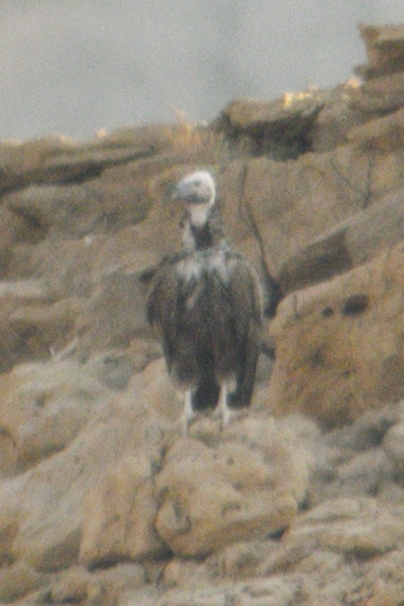Lappet-faced Vulture - ML293936031