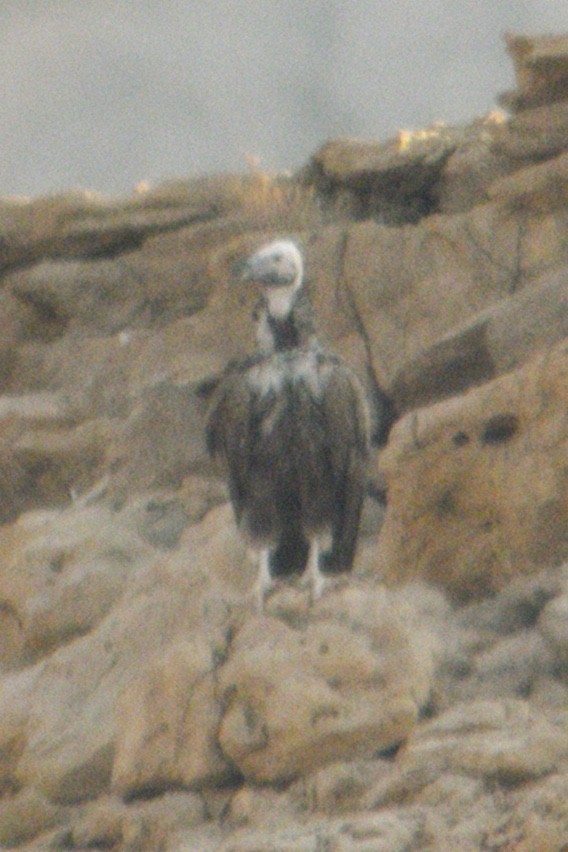 Lappet-faced Vulture - Alexandre Vinot