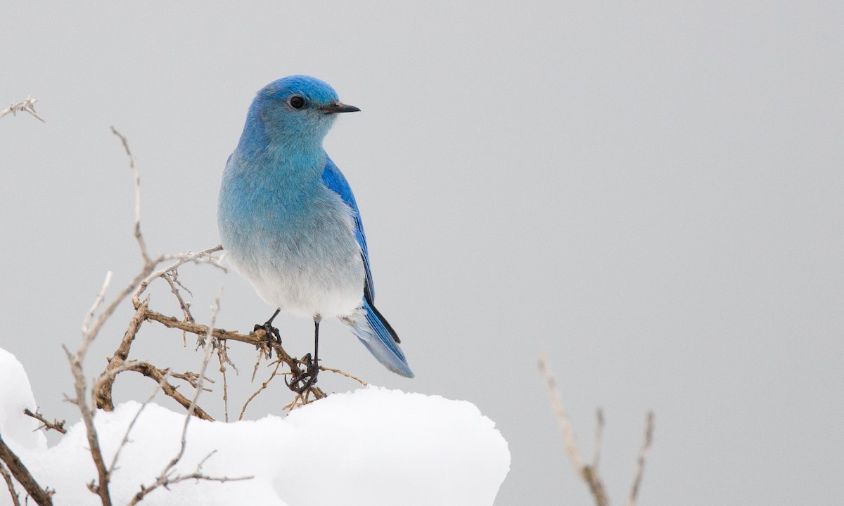 Mountain Bluebird - Chris Wood