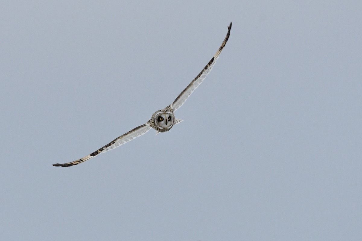 Short-eared Owl (Northern) - R. Stineman