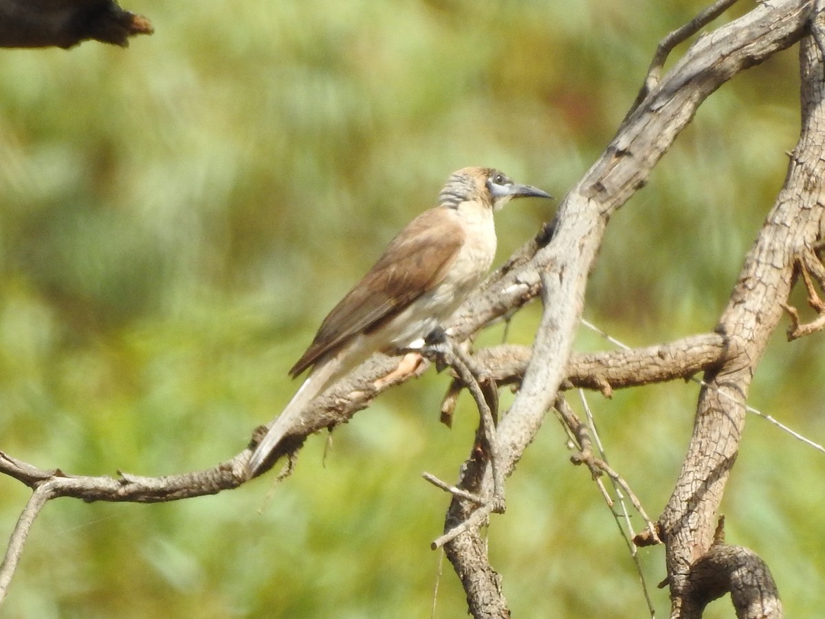 Little Friarbird - ML293938351