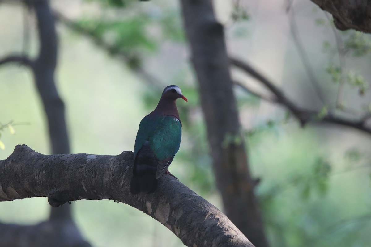 Asian Emerald Dove - ML293938481