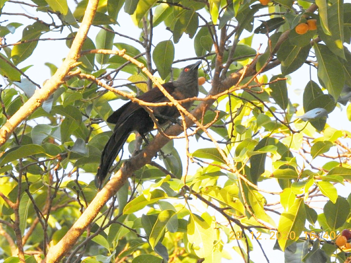 Asian Koel - ML293938651