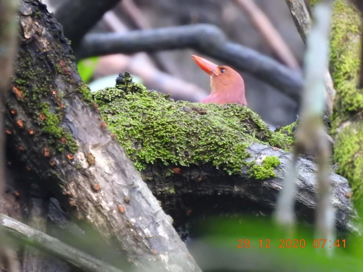 Ruddy Kingfisher - Awadh Agrawal