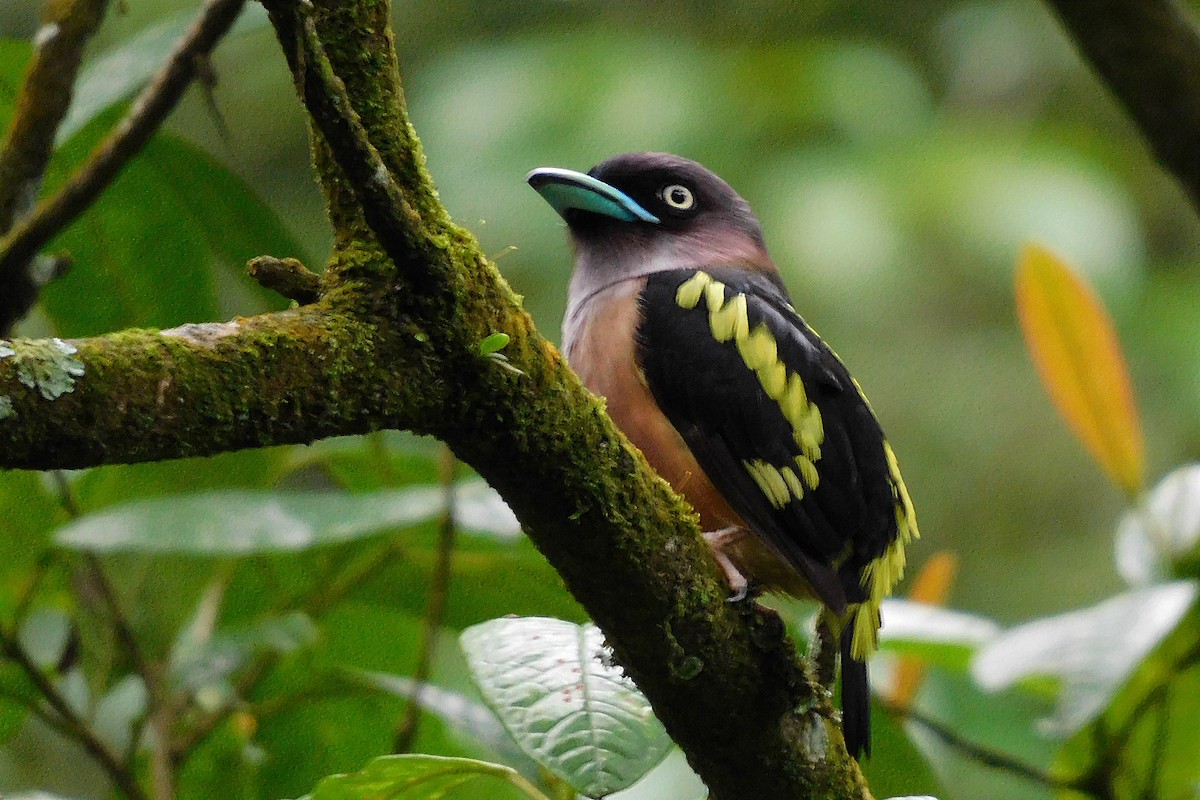 Banded Broadbill (Javan) - ML293940381