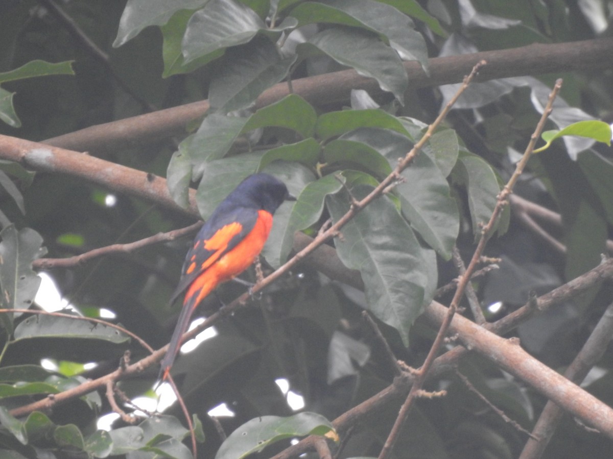 Small Minivet - Awadh Agrawal