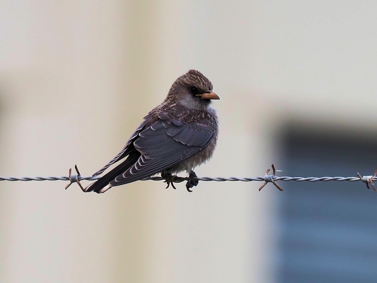 Black-faced Woodswallow - ML293943551