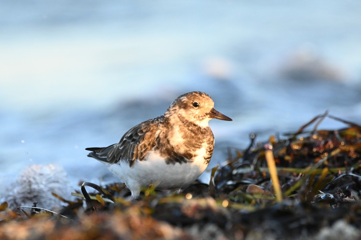 Ruddy Turnstone - ML293943921