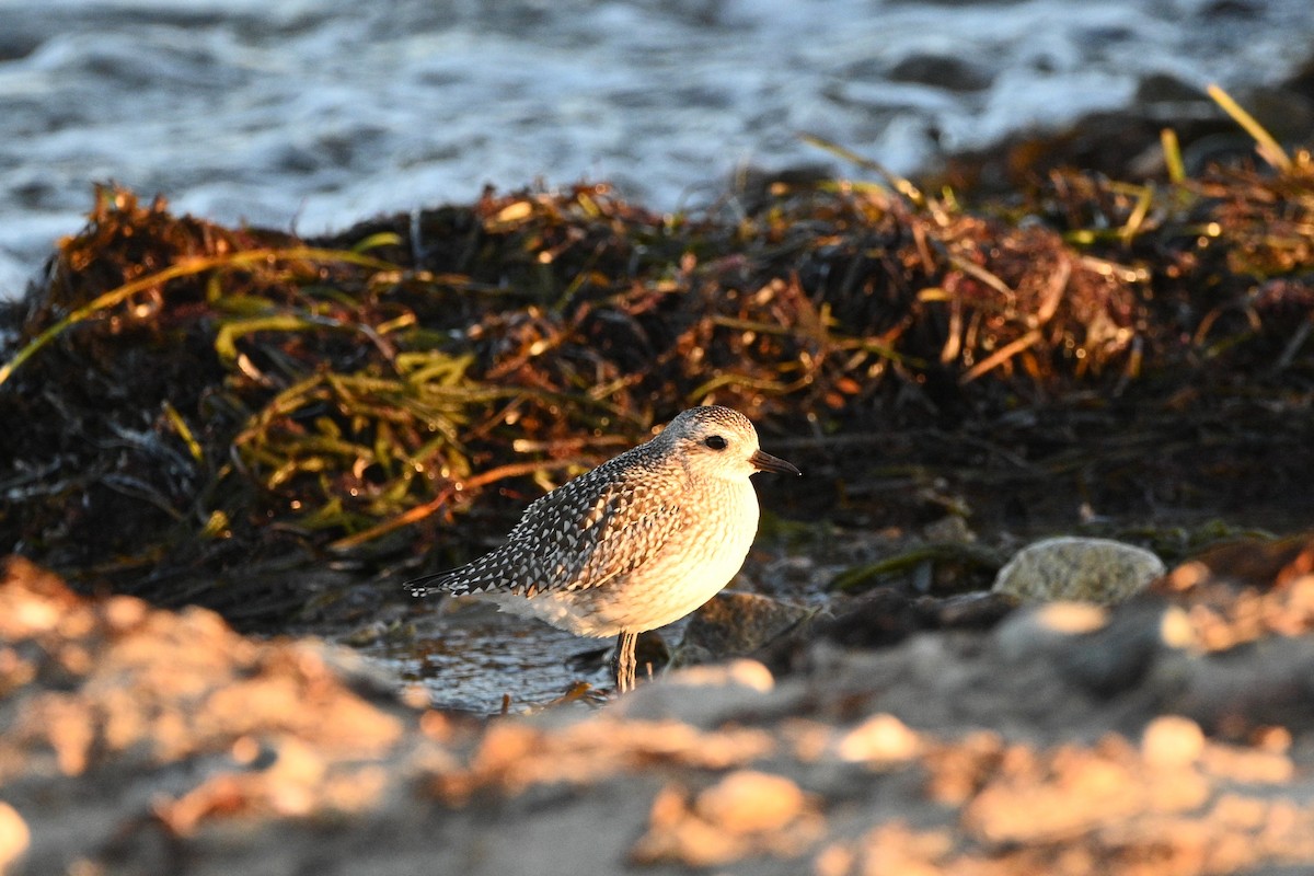 Black-bellied Plover - ML293943931