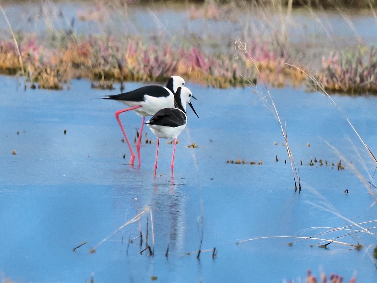 Pied Stilt - ML293944541