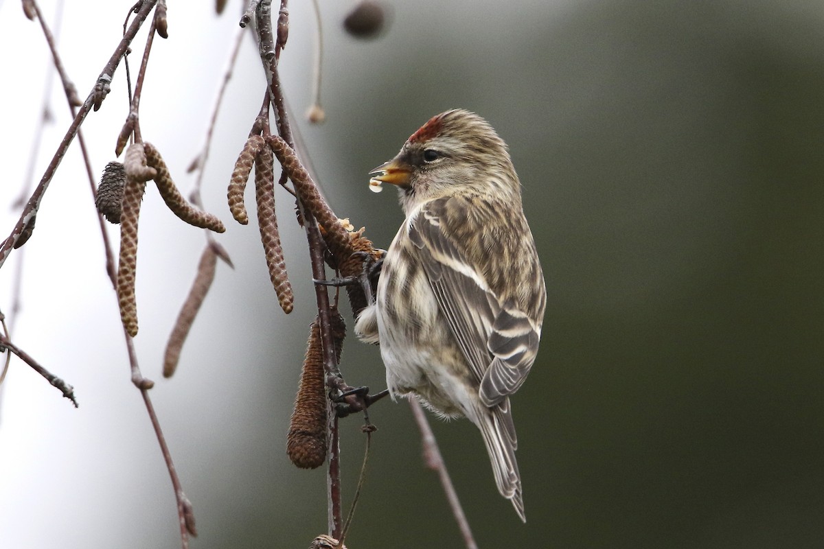 Lesser Redpoll - ML293945261