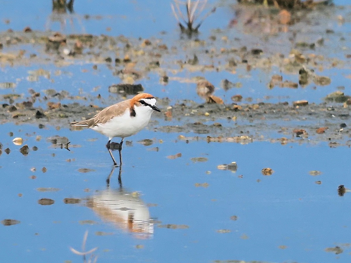 Red-capped Plover - ML293946291