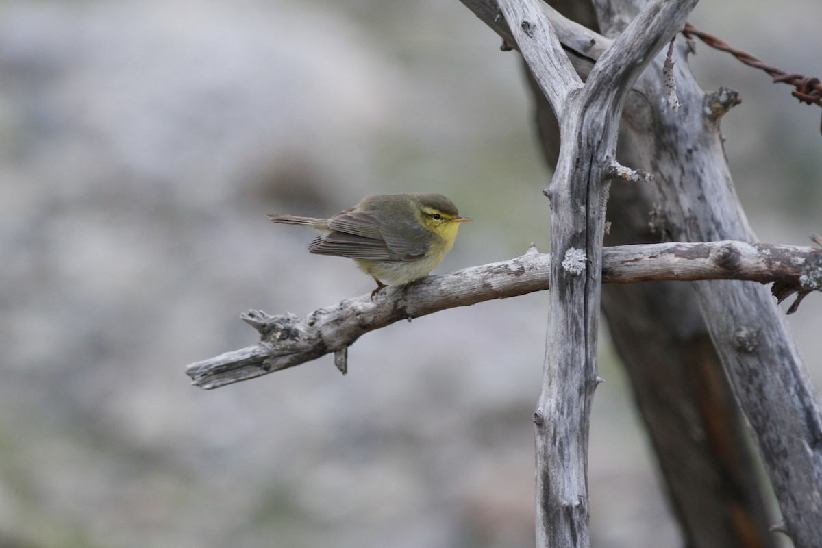 Tickell's Leaf Warbler (Tickell's) - PANKAJ GUPTA