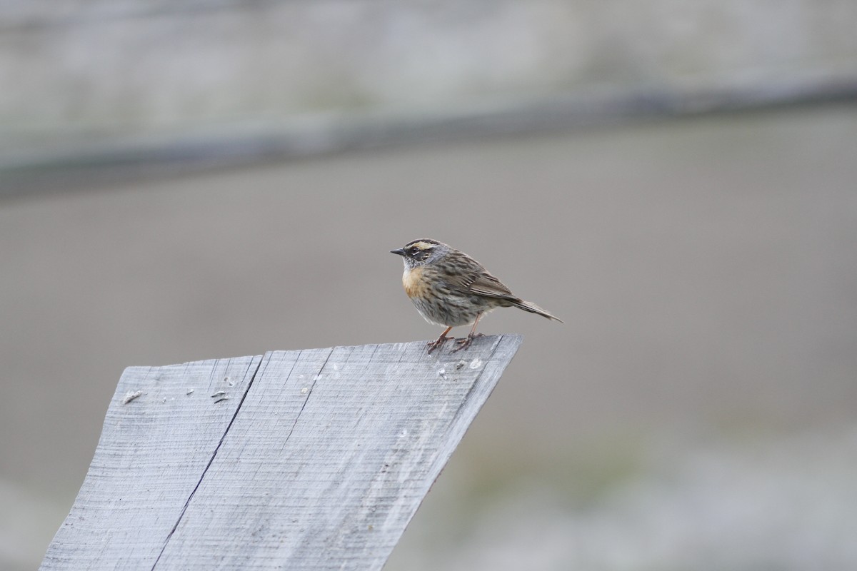 Rufous-breasted Accentor - PANKAJ GUPTA