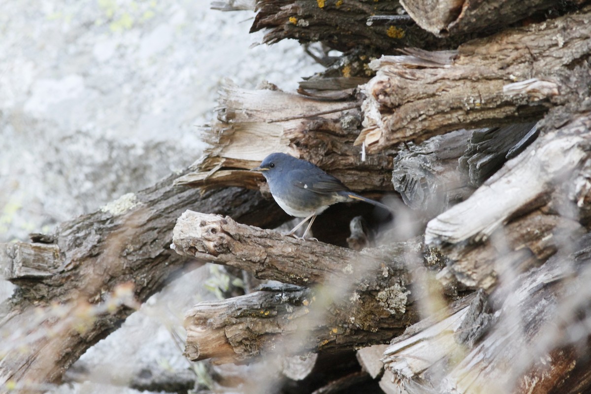 White-bellied Redstart - ML293949291