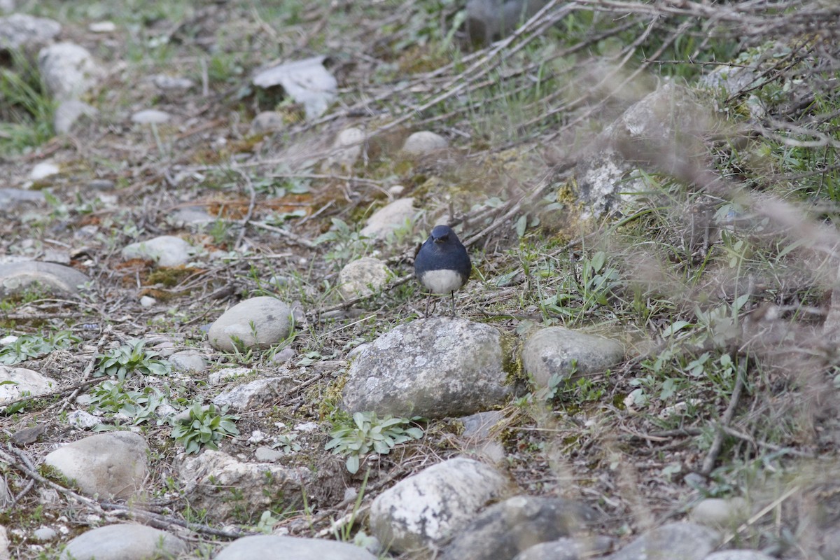 White-bellied Redstart - ML293949311