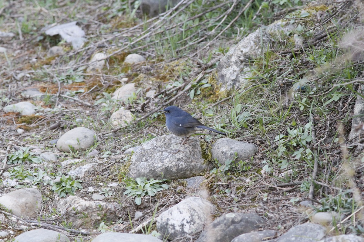 White-bellied Redstart - ML293949341