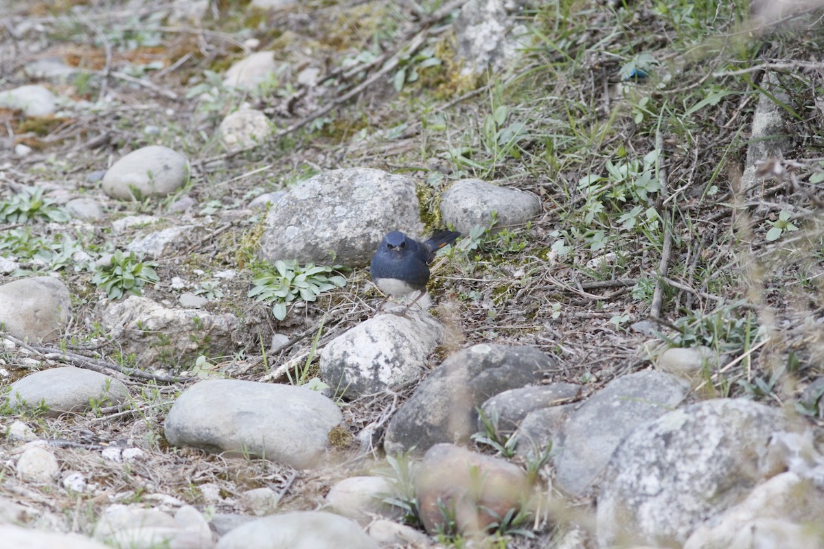 White-bellied Redstart - PANKAJ GUPTA