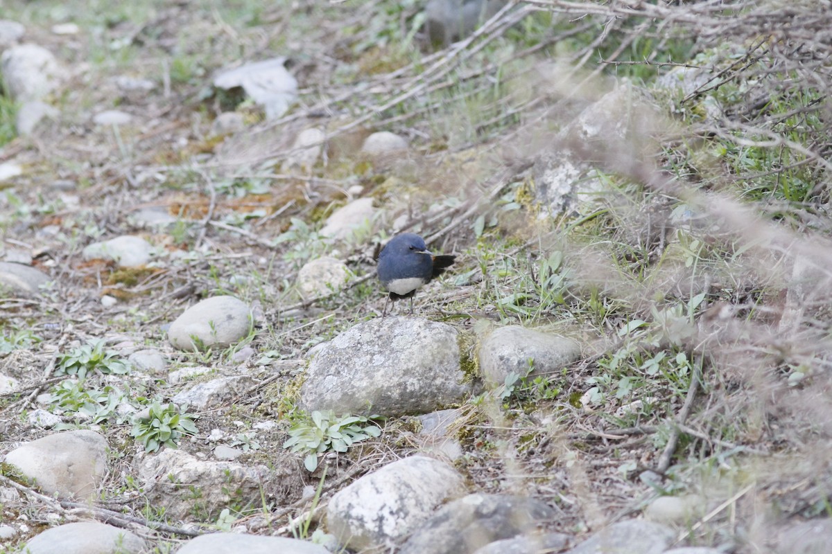 White-bellied Redstart - ML293949391