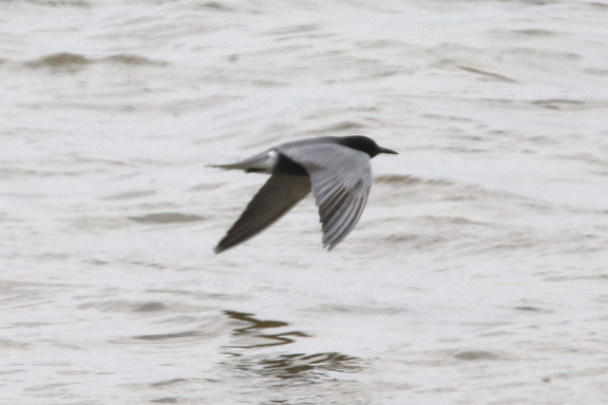 Black Tern - ML29395061