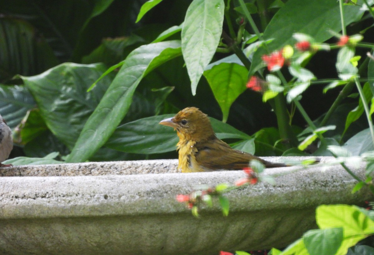 Summer Tanager - ML293950631