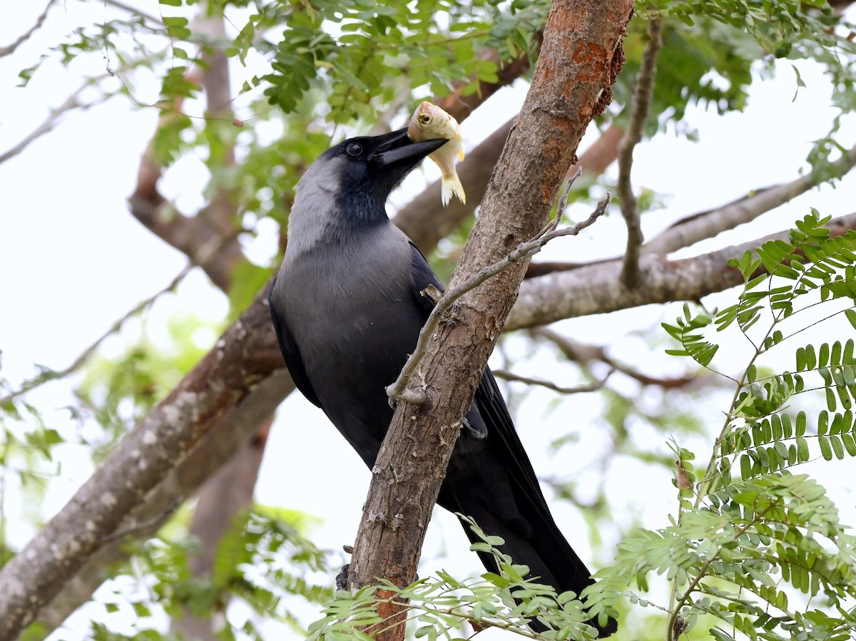 House Crow - ML293950921