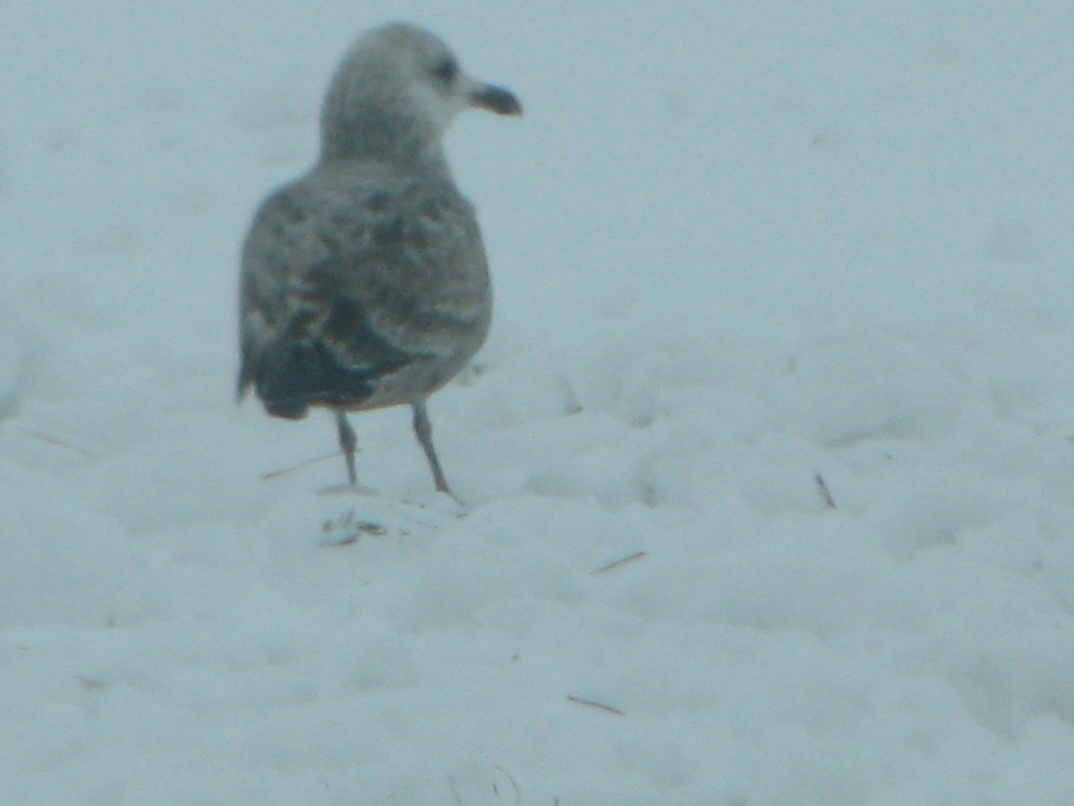American Herring Gull - ML293951321