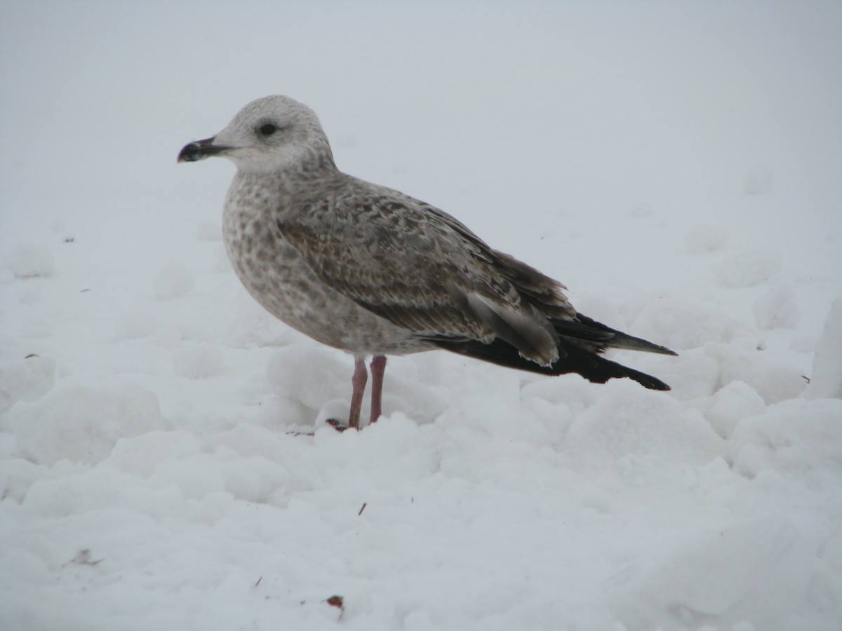 American Herring Gull - ML293951331