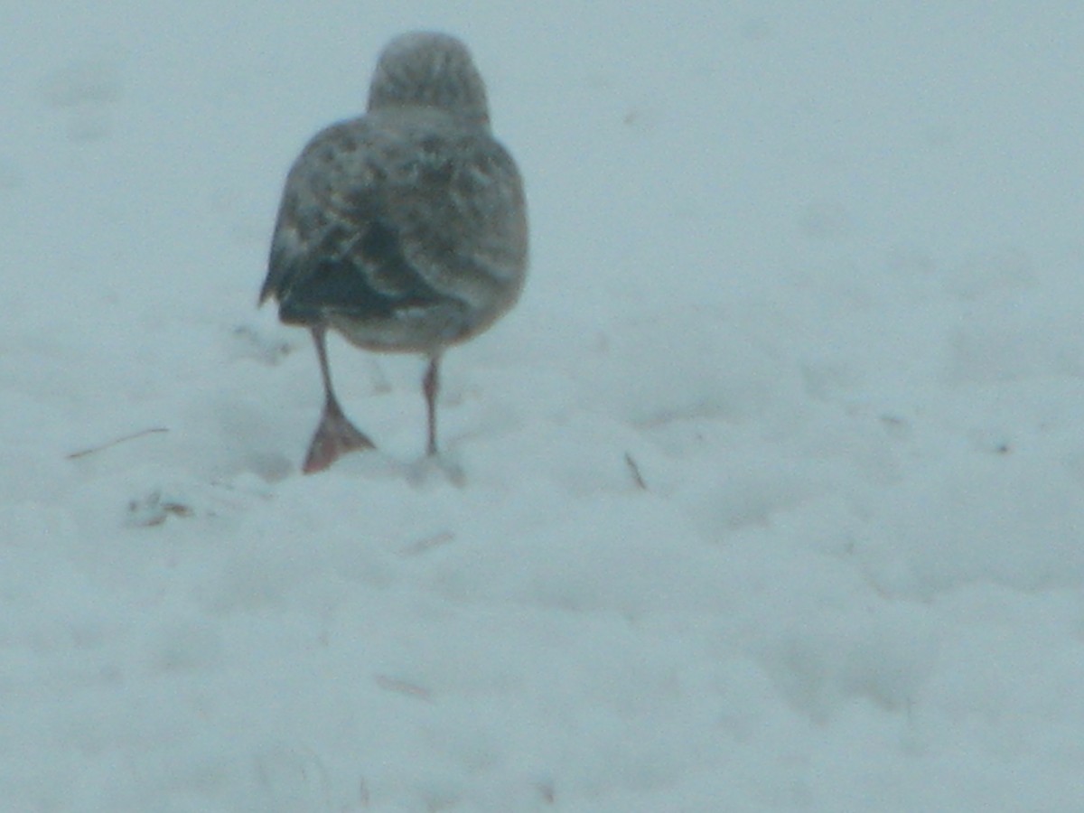 American Herring Gull - ML293951341