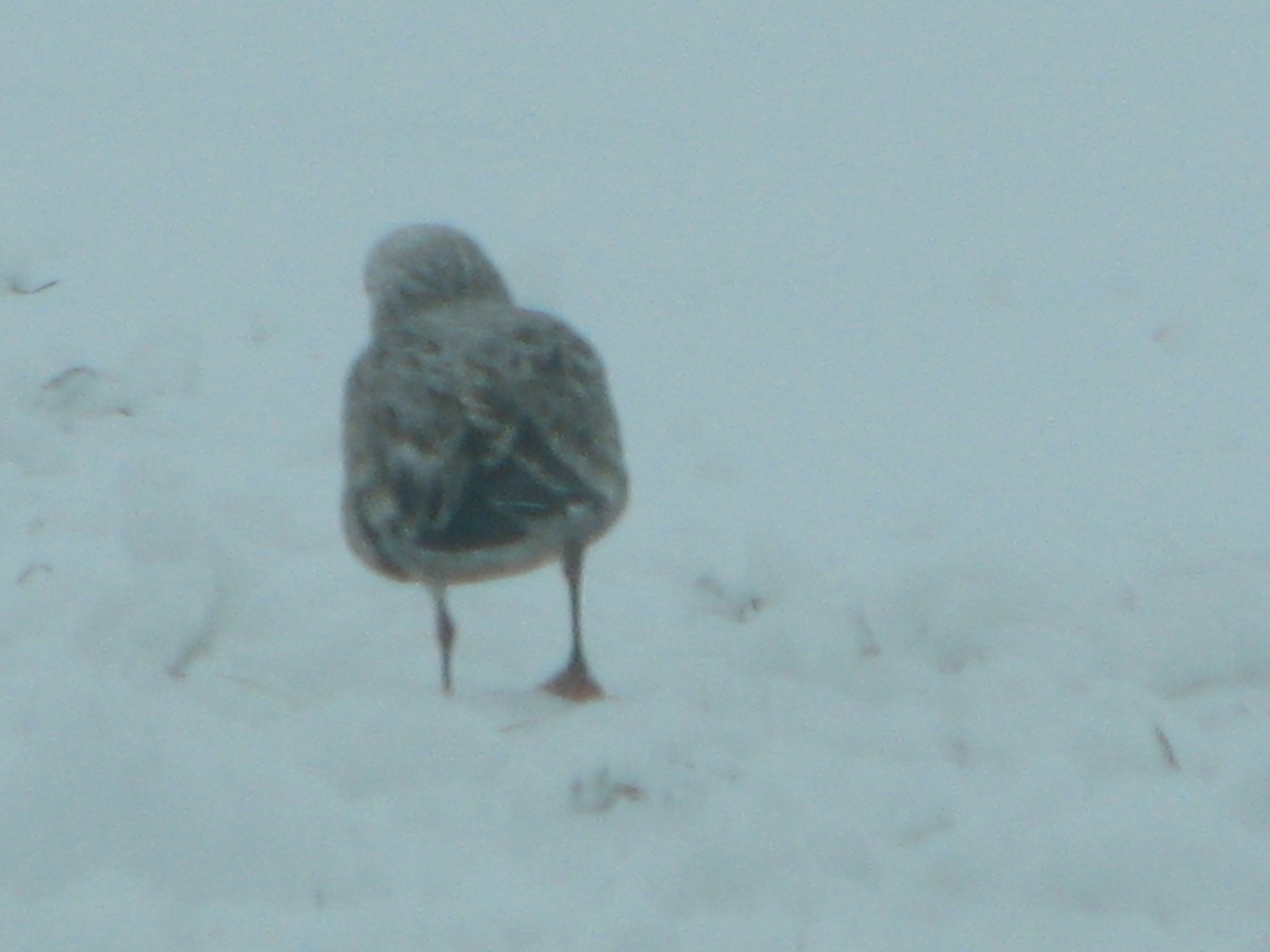 American Herring Gull - ML293951351