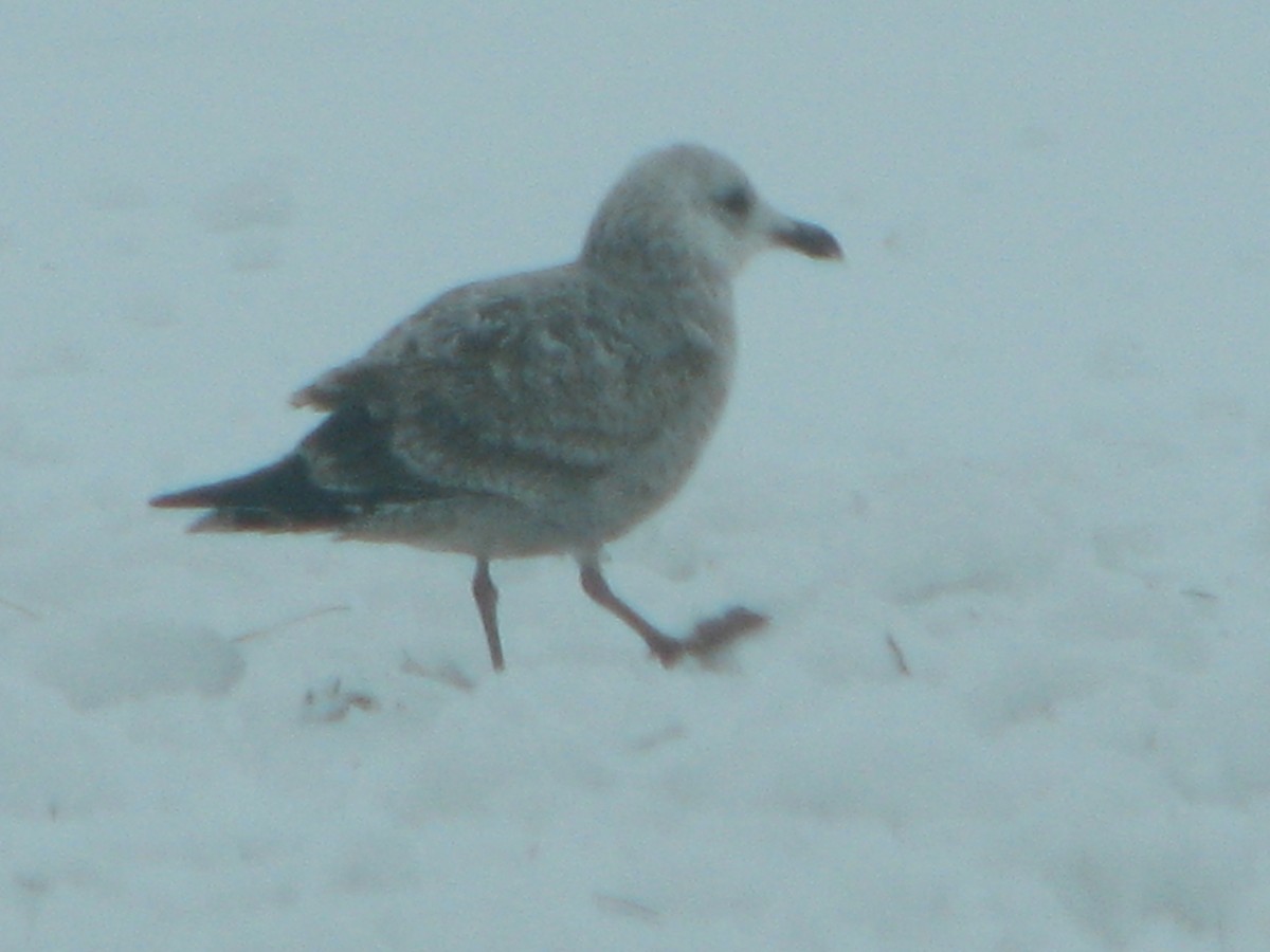 American Herring Gull - ML293951361