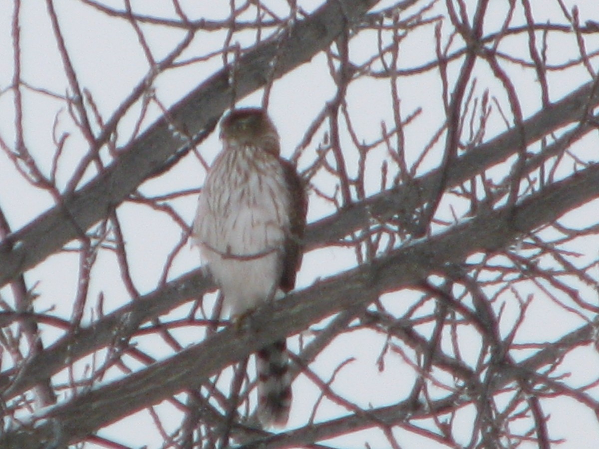 Cooper's Hawk - ML293951531