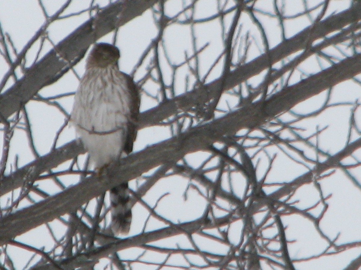Cooper's Hawk - ML293951541