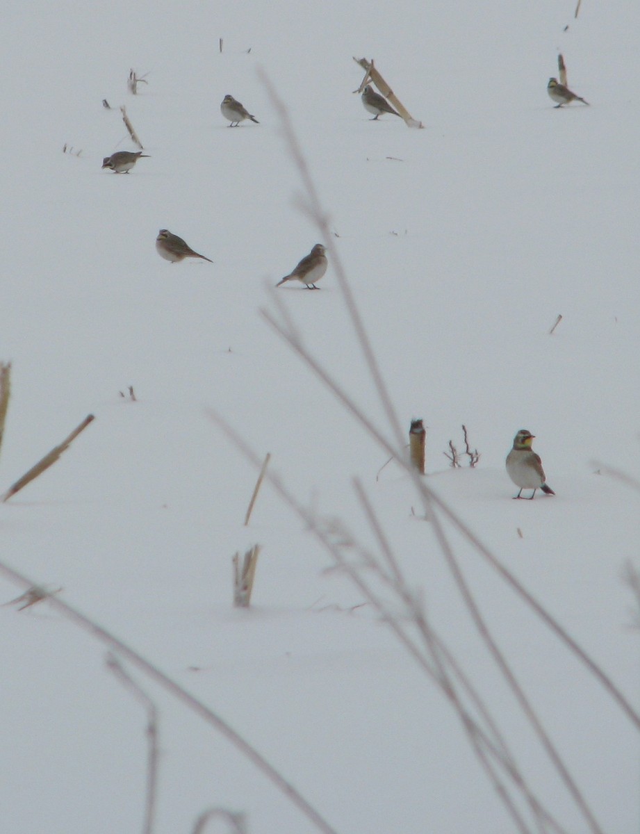 Horned Lark - ML293951601