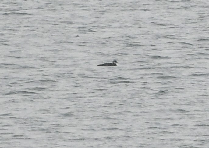 Pacific Loon - Simon Carter