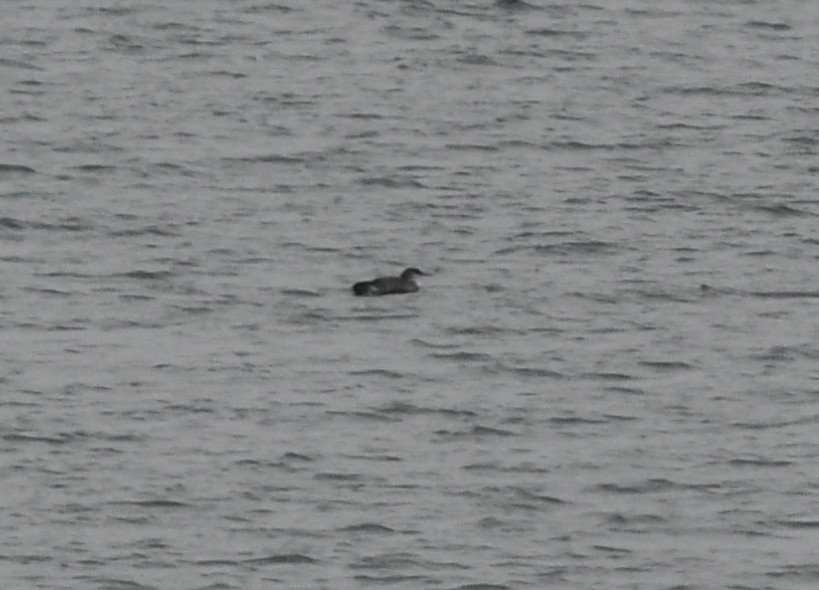 Pacific Loon - ML293951651