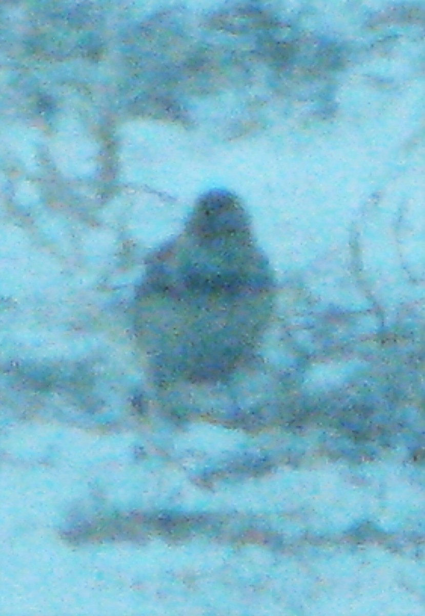 Lapland Longspur - ML293951681