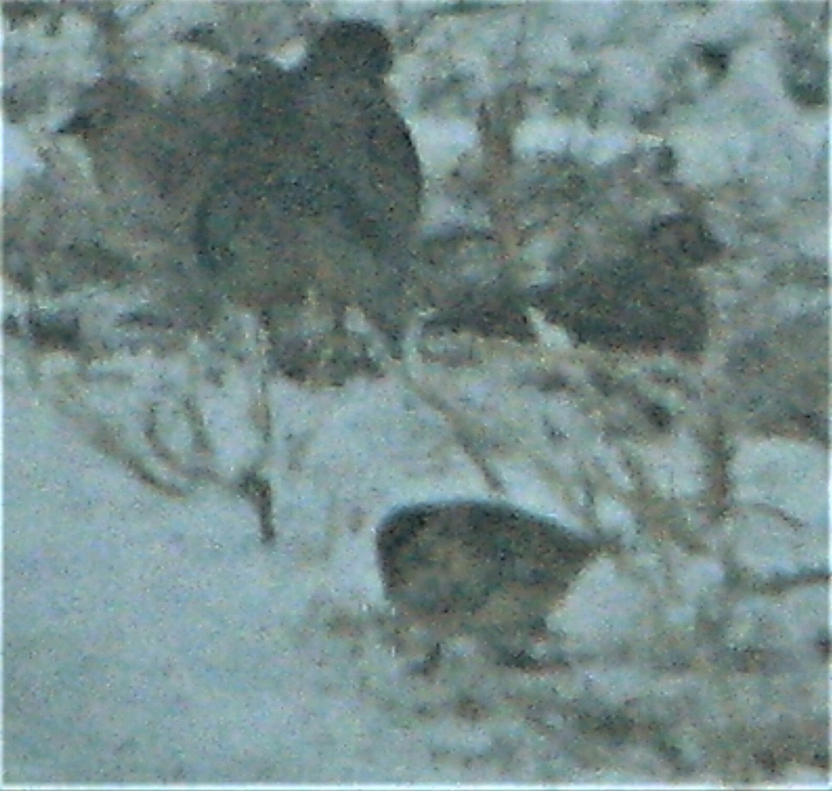 Lapland Longspur - ML293951691