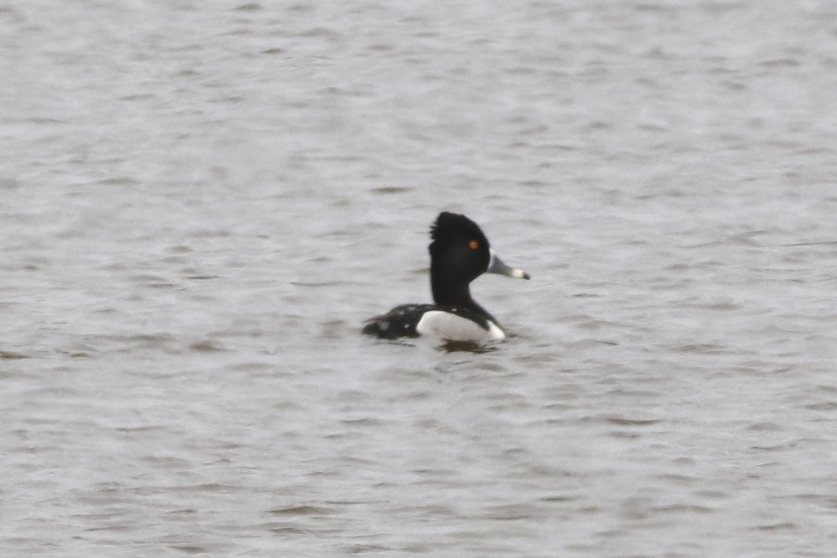 Ring-necked Duck - David Marjamaa